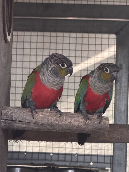 Casal de Perlatas