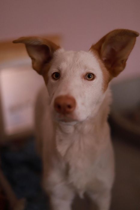 Atena - 10 miesięczna pogodna suczka szuka domu