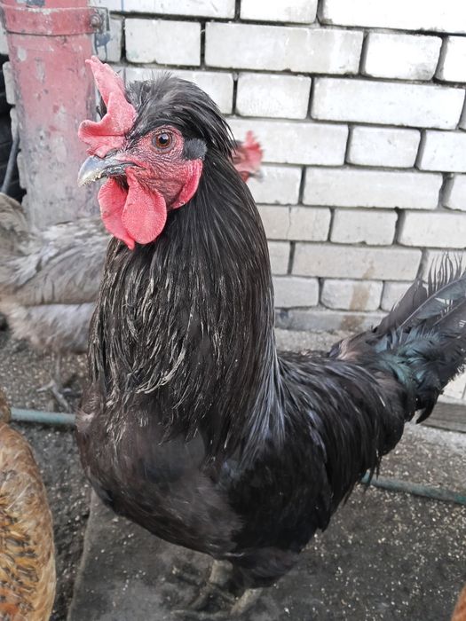 Jaja lęgowe czubatek