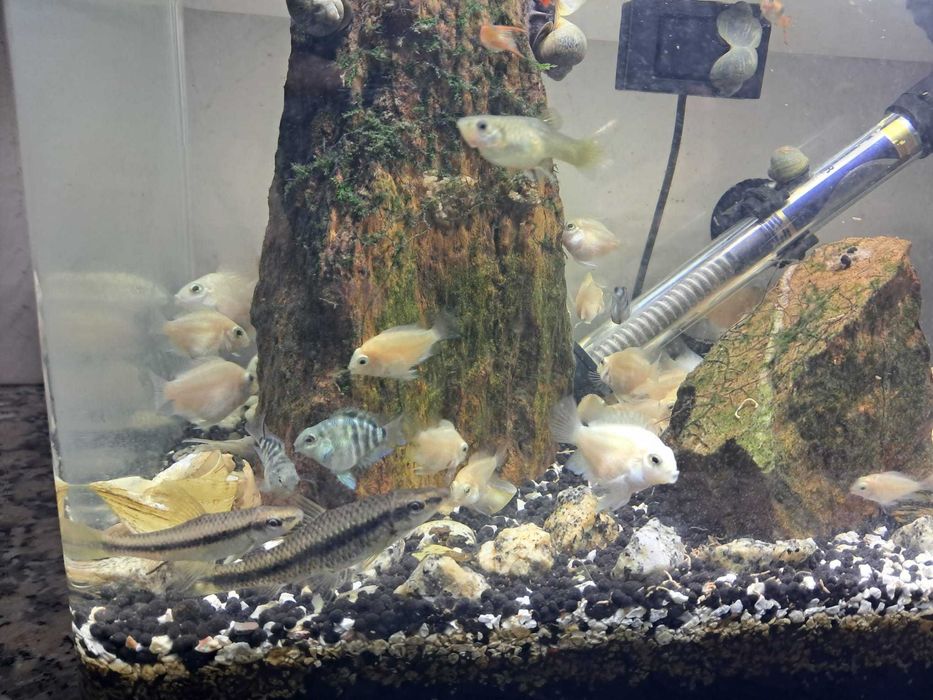 Peixe papagaio anão