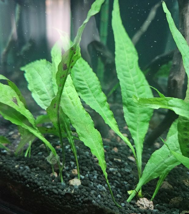 Plantas de aquário