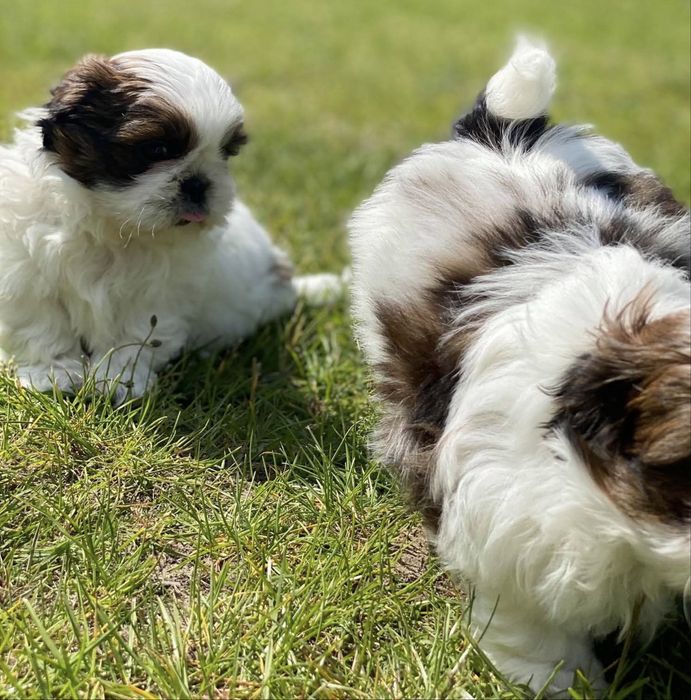 Shihtzu z rodowodem