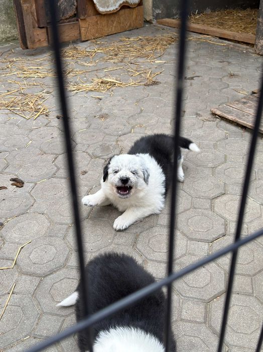 Oferuję pięknego szczeniaka rasy Border Collie