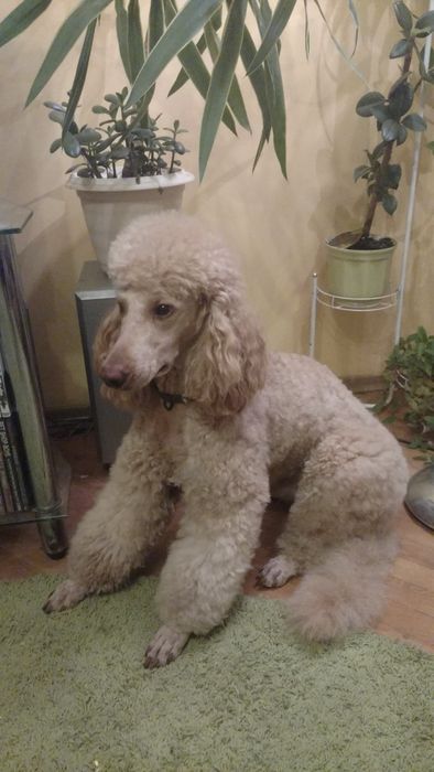 Вязка королівский пудель абрикос