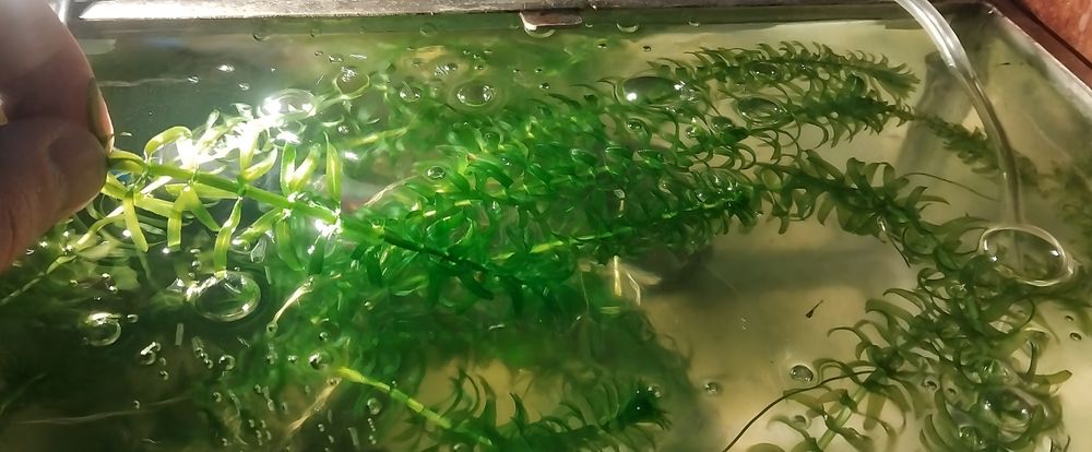 Planta de aquário emogena