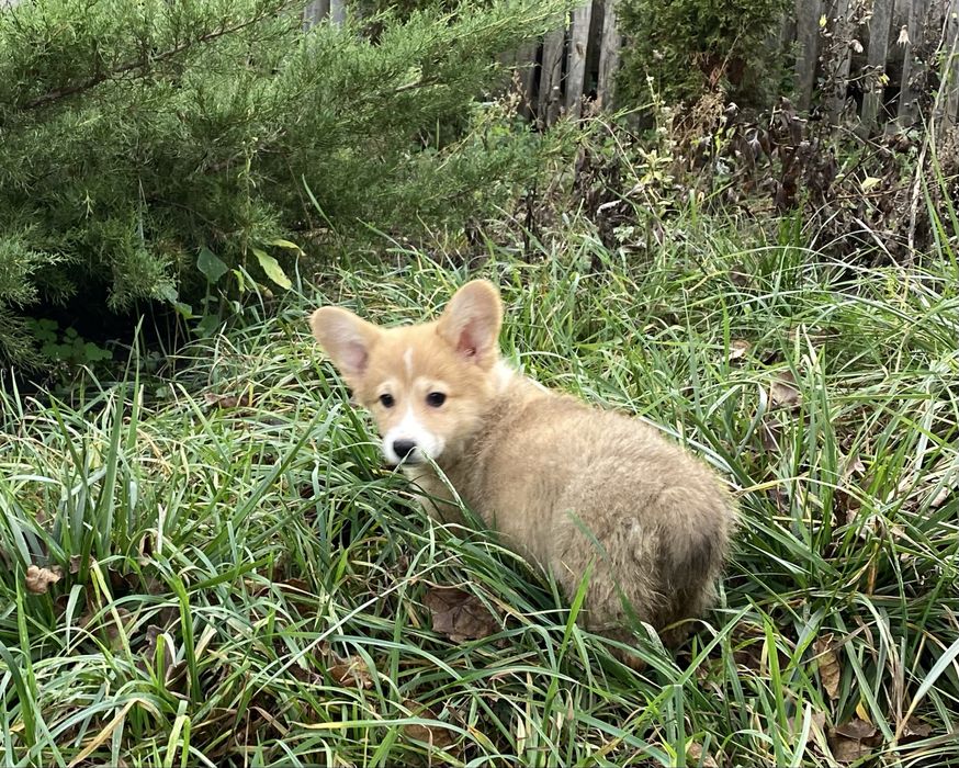 Вельш коргі пемброк бобтейл дівчинка
