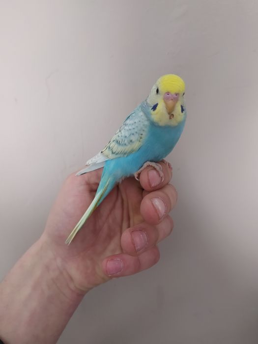 Papugi faliste oswojone