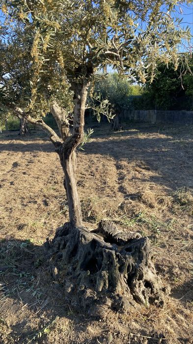 Vende-se oliveiras milenares