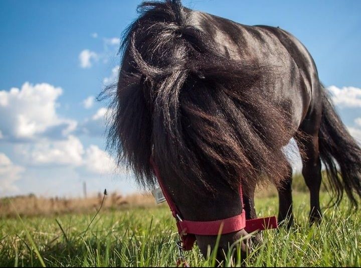 Tornado kary ogier Falabella