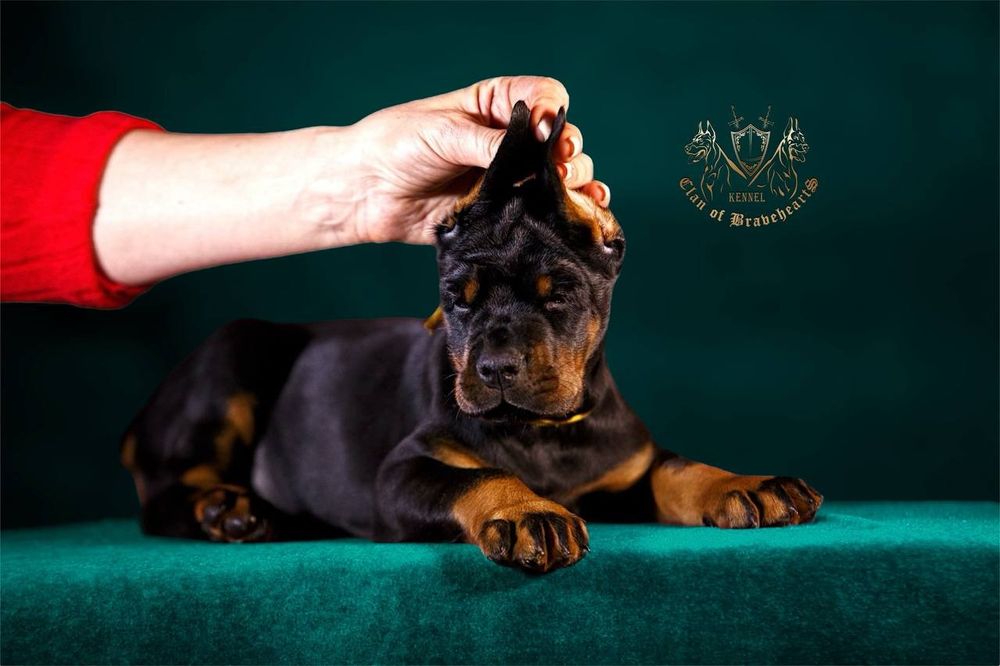 Топ малечі добермана. Дівчатка.