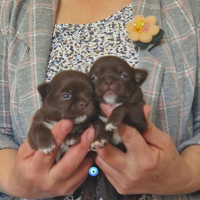 Шоколадные зайчики