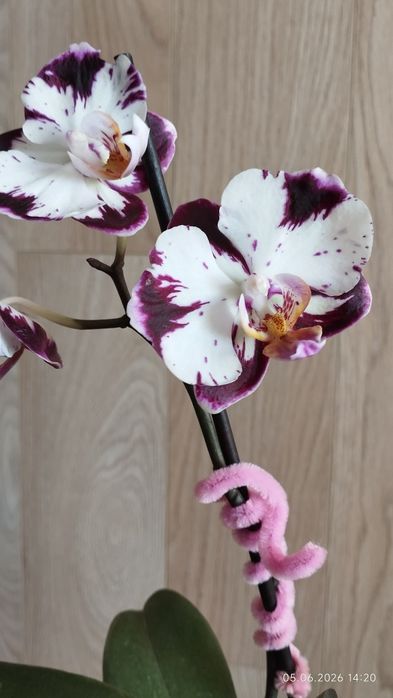 Продам орхидею Ever spring prince