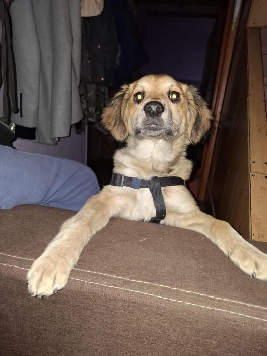 Oddam pieska Border joker pomieszany z labradorem