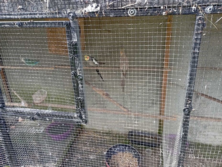 Ring neks e outras aves