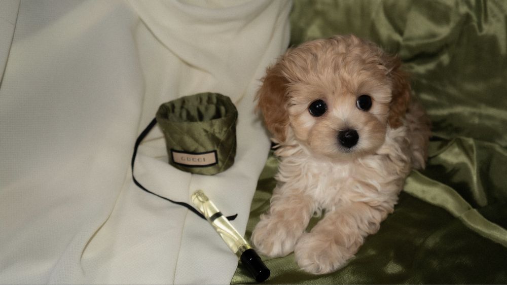 CHOCODOG мальтіпу