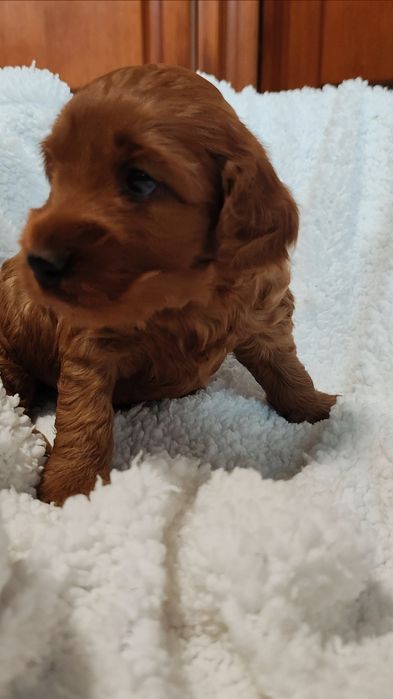 Cockapoo Pies GUFI