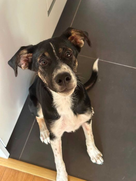 Cadela 6 meses para adoção responsável