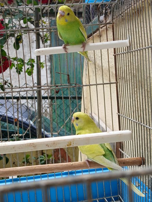 Lindos Piriquitos