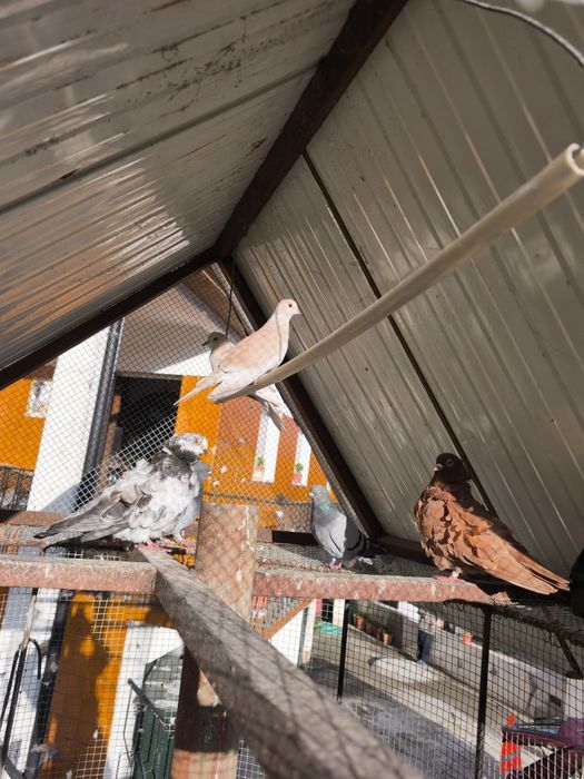 Vendo ou troco pombos de raça