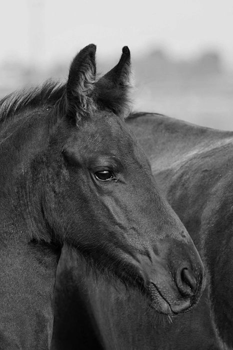 Klacz fryz fryzyjska ogier zrebak kon fryzyjski