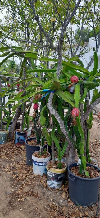 Podas de pitaya Hylocereus