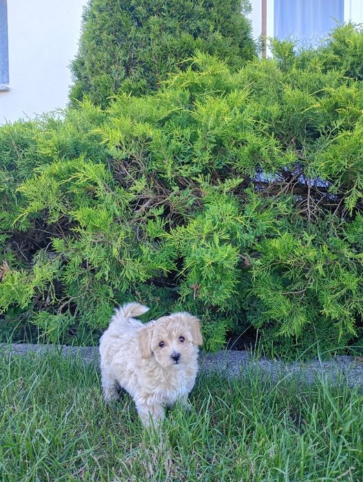 Maltipoo  sunia maluda.