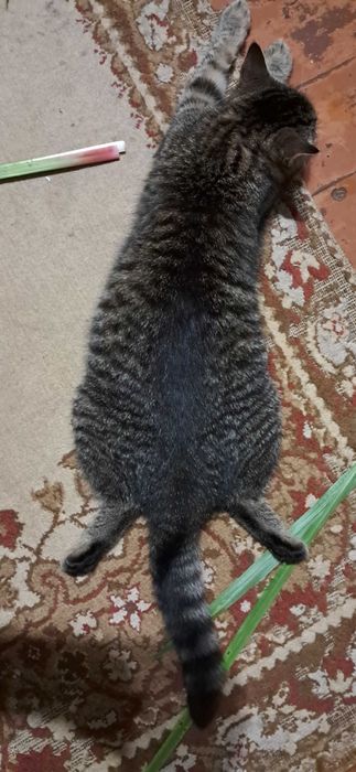 Подарую кошеня 10 міс.Дівчинка.