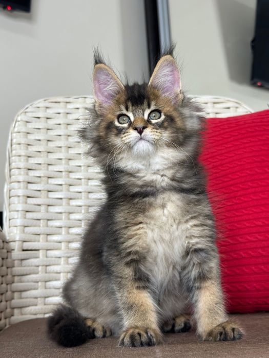 Dracarys- Kocurek Maine Coon