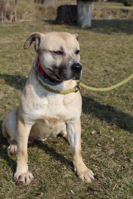 104984 Elza do adopcji.