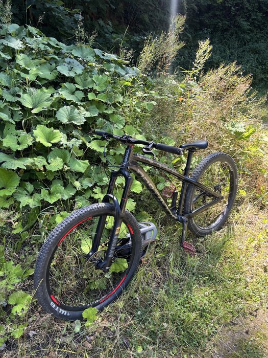 Dartmoor hornet 2022
