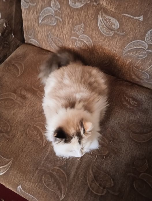 Кішка Махідевран