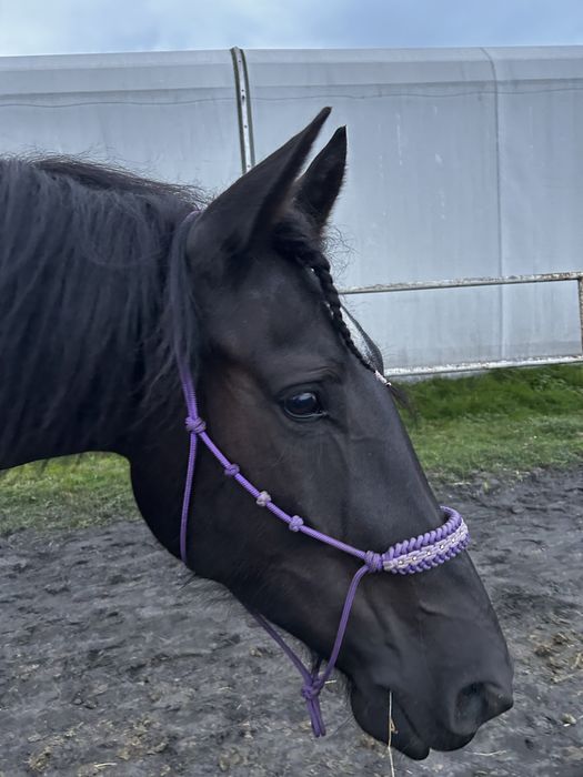 Wałach do współdzierżawy