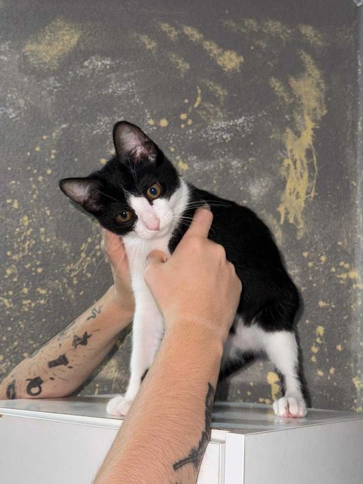 Gata 3 meses e meio
