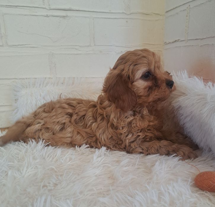Cavapoo  f1 suczka