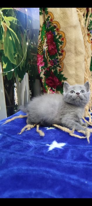 Шотландські новорічні антидеприсанти