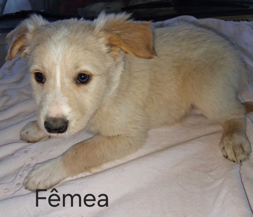 Cães bebés para adoção