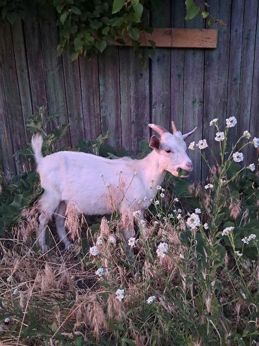 Кози високоудойні