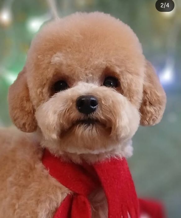 Груминг животных Харьков