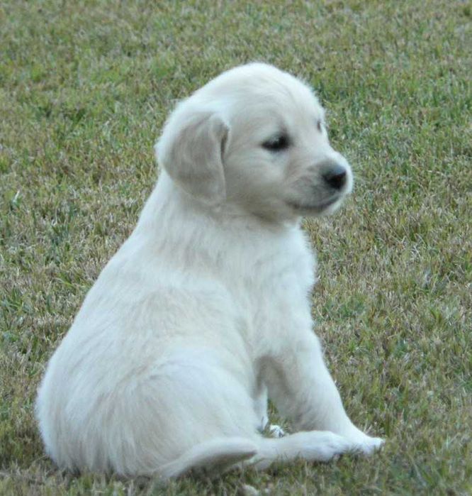 Golden Retriever C/LOP, Afixo e Vacinas