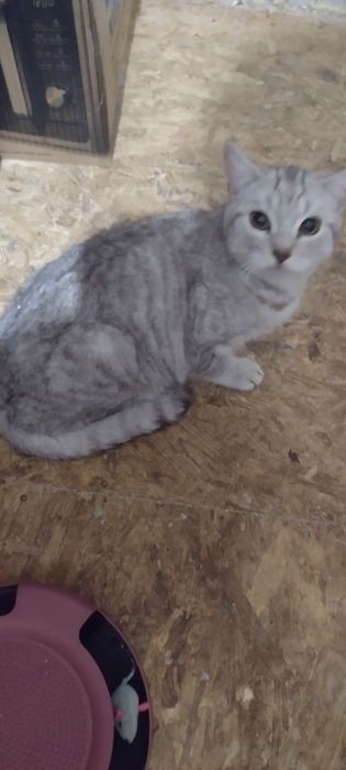 Шотландские чистокровные котята.