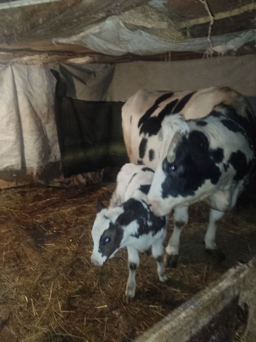 Продам тільну корову