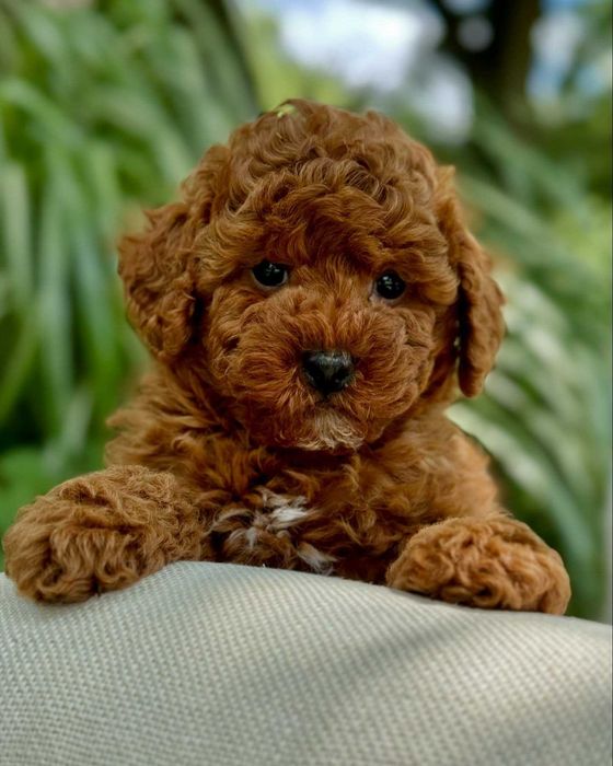 Poodle disponível