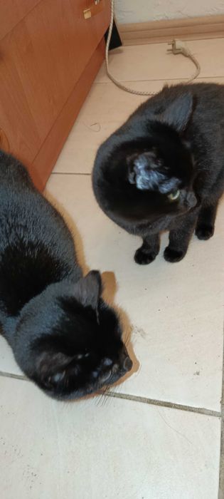 Красивые котята)