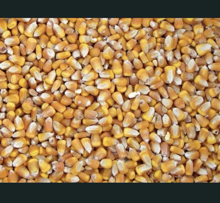 Продам кукурудзу