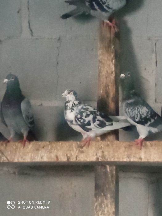 Pocztowy tigr samica