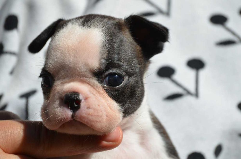 Бостон тер'єр, Бостон терьер цуценята