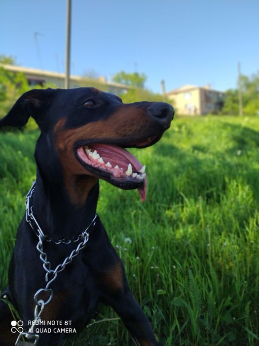 Доберман дівчинка 6 років