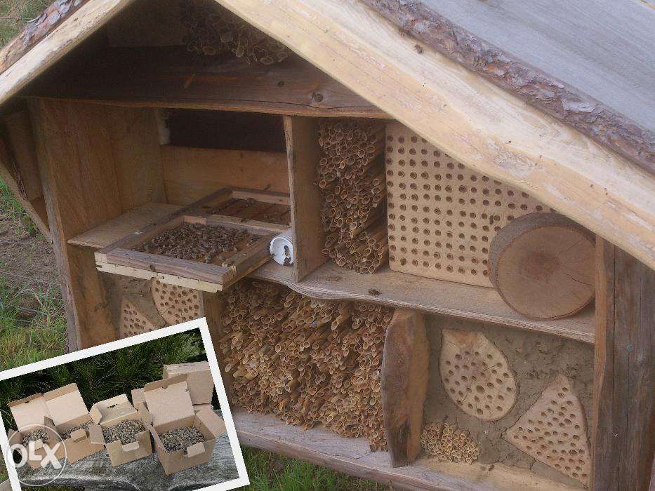 Pszczoła Murarka ogrodowa, kokony