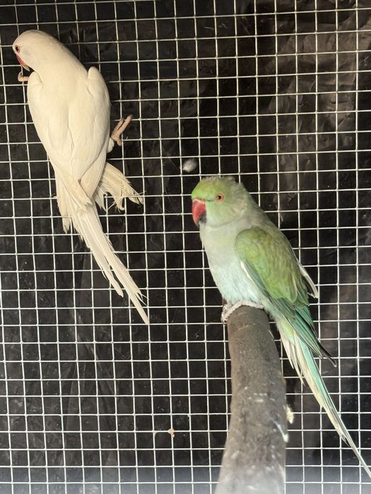 Vendo casal de ring necks de 2024