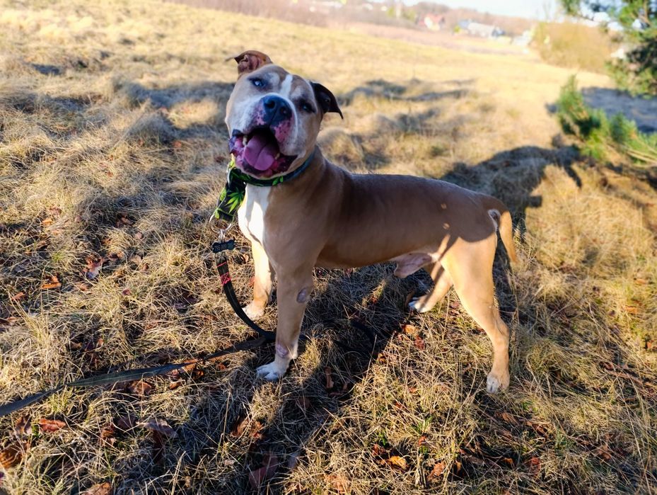 Piękny pies wciąż bez swojego człowieka